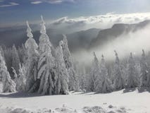 Snow in the air stock photo Snow in the air stock photo