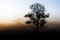 Silhouet van een boom Royalty-vrije Stock Afbeeldingen Silhouet van een boom Royalty-vrije Stock Afbeeldingen