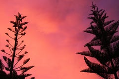 Silhouette of black Norfolk Pine Tree Araucaria heterophylla crown contrasting with pink and red burning sky during sunset stock photos Silhouette of black Norfolk Pine Tree Araucaria heterophylla crown contrasting with pink and red burning sky during sunset stock photos
