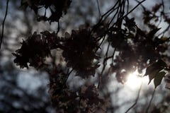 Silhouette cherry blossom, backlit by the evening sun in springtime stock photo Silhouette cherry blossom, backlit by the evening sun in springtime stock photo