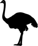 silhouette-common-ostrich-big-struthio-camelus-37501276.jpg