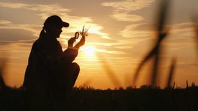 Silhouette d'un agronome étudiant des pousses de blé Se repose dans un domaine au coucher du soleil photos libres de droits Silhouette d'un agronome étudiant des pousses de blé Se repose dans un domaine au coucher du soleil photos libres de droits