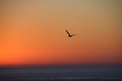 Silhouette de mouette en vol au coucher du soleil photos stock Silhouette de mouette en vol au coucher du soleil photos stock