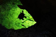 Silhouette de tortue et de poissons dans l'eau photos stock Silhouette de tortue et de poissons dans l'eau photos stock