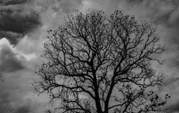 Silhouette dead tree on dark dramatic grey sky and clouds background for scary, death, and peace concept. Halloween day stock photos Silhouette dead tree on dark dramatic grey sky and clouds background for scary, death, and peace concept. Halloween day stock photos