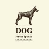 Doberman dog. Illustration stock vector. Illustration of breeding ...