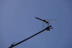 Silhouette of Dragonfly on Stem stock images Silhouette of Dragonfly on Stem stock images