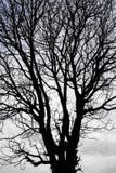 Silhouette Dry Tree Stock Photography
