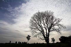 Silhouette Dry Tree Stock Images