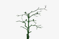 Silhouette dying tree with birds royalty free stock photos Silhouette dying tree with birds royalty free stock photos