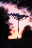 Silhouette Flower royalty free stock images Silhouette Flower royalty free stock images