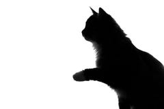 Cat Silhouette On A White Stock Image - Image: 36472721