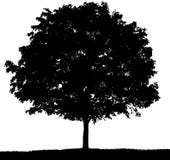 Silhouette noire et blanche d'un arbre en été illustration de vecteur Silhouette noire et blanche d'un arbre en été illustration de vecteur