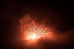 Silhouette Of Scary Halloween Tree With Horror Face On Dark Foggy Toned Fire. Scary Horror Tree Halloween Concept Stock Images