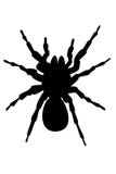 Silhouette Of Spider Royalty Free Stock Photo