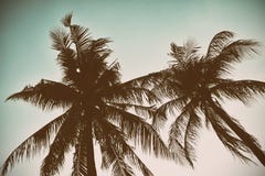 Silhouette palm tree in vintage filter background Royalty Free Stock Photos Silhouette palm tree in vintage filter background Royalty Free Stock Photos