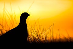 Silhouette, Sky, Sunrise, Grass Stock Photos Silhouette, Sky, Sunrise, Grass Stock Photos