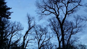 Silhouette of tall leafless trees against a blue cloudy late evening sky - dramatic and beautiful royalty free stock photography Silhouette of tall leafless trees against a blue cloudy late evening sky - dramatic and beautiful royalty free stock photography