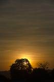 Silhouette of Trees Against Orange Sun during Sunsset Royalty Free Stock Image Silhouette of Trees Against Orange Sun during Sunsset Royalty Free Stock Image