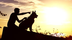 Silhouette of a young man walking with a dog on the field at sunset, boy with his pet enjoying nature, profile of boy lookinf into royalty free stock photo Silhouette of a young man walking with a dog on the field at sunset, boy with his pet enjoying nature, profile of boy lookinf into royalty free stock photo