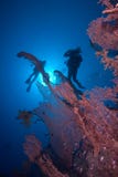 Silhouetted Divers Above A Giant Sea Fan Stock Images