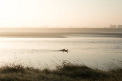 2 silhouetted серфера полоща на реке Severn на туманном солнечном раннем утре стоковые изображения 2 silhouetted серфера полоща на реке Severn на туманном солнечном раннем утре стоковые изображения