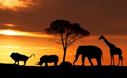 Silhouettes of African animals at sunset in the Savannah Stock Photo Silhouettes of African animals at sunset in the Savannah Stock Photo