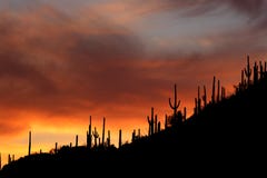 Silhouettes de coucher du soleil de Saguaro de l'Arizona Silhouettes de coucher du soleil de Saguaro de l'Arizona