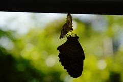 Silhouettieren Sie Schmetterlingsmetamorphose vom Kokon und bereiten Sie sich zum Fliegen auf Aluminiumwäscheleine im Garten vor lizenzfreie stockfotografie Silhouettieren Sie Schmetterlingsmetamorphose vom Kokon und bereiten Sie sich zum Fliegen auf Aluminiumwäscheleine im Garten vor lizenzfreie stockfotografie