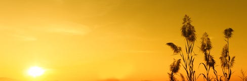 Silhouettieren Sie Sonnenuntergang und gelbe Himmeltapete, Hintergrund stockfotografie Silhouettieren Sie Sonnenuntergang und gelbe Himmeltapete, Hintergrund stockfotografie