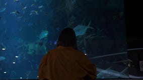 Silhueta da jovem mulher no fundo do aquário enorme com peixes tropicais video estoque Silhueta da jovem mulher no fundo do aquário enorme com peixes tropicais video estoque