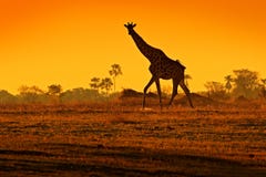 Silhueta idílico do girafa com nivelamento da luz alaranjada do por do sol, Botswana, África Animal no habitat da natureza, com á imagem de stock royalty free Silhueta idílico do girafa com nivelamento da luz alaranjada do por do sol, Botswana, África Animal no habitat da natureza, com á imagem de stock royalty free