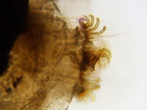 Silkworm Moth Larvae 400x Bottom hooks stock photos Silkworm Moth Larvae 400x Bottom hooks stock photos