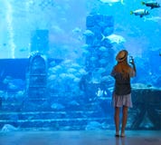 Sillouette of the woman taking picture in large aquarium royalty free stock images Sillouette of the woman taking picture in large aquarium royalty free stock images