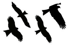Silueta de Eagles - cometa negra stock de ilustración Silueta de Eagles - cometa negra stock de ilustración
