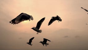 Silueta de la gaviota de la puesta del sol en puesta del sol Silueta de la gaviota de la puesta del sol en puesta del sol