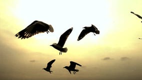 Silueta de la gaviota de la puesta del sol en puesta del sol Silueta de la gaviota de la puesta del sol en puesta del sol