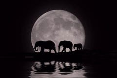 Silueta hermosa de elefantes africanos en la salida de la luna ilustración del vector Silueta hermosa de elefantes africanos en la salida de la luna ilustración del vector