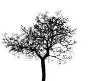 Siluetee el árbol muerto aislado en el fondo blanco para asustadizo o la muerte con la palmadita del recortes Fotografía de archivo libre de regalías Siluetee el árbol muerto aislado en el fondo blanco para asustadizo o la muerte con la palmadita del recortes Fotografía de archivo libre de regalías