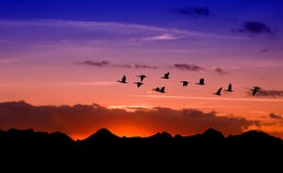 Siluetta degli uccelli di volo sopra il tramonto rosso immagini stock Siluetta degli uccelli di volo sopra il tramonto rosso immagini stock