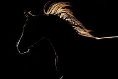 Siluetta del cavallo sui precedenti scuri fotografie stock Siluetta del cavallo sui precedenti scuri fotografie stock