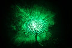 Siluetta dell'albero spaventoso di Halloween con il fronte di orrore su fondo tonificato nebbioso scuro con la luna dal lato post Immagini Stock Siluetta dell'albero spaventoso di Halloween con il fronte di orrore su fondo tonificato nebbioso scuro con la luna dal lato post Immagini Stock