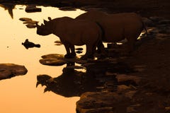 Siluetta e riflessione del rinoceronte nero ad un waterhole dopo Fotografia Stock Siluetta e riflessione del rinoceronte nero ad un waterhole dopo Fotografia Stock