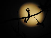 Siluetta mistica di fantasia davanti alla luna immagini stock Siluetta mistica di fantasia davanti alla luna immagini stock