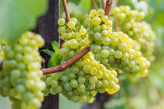 Silvaner druvor växer och mognar arkivbild Silvaner druvor växer och mognar arkivbild