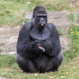 Silver backed male Gorilla stock images Silver backed male Gorilla stock images
