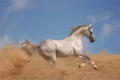 Silver grey akhal-teke horse stock photo Silver grey akhal-teke horse stock photo