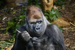 Silverback-Gorilla, der aus einem kong heraus isst stockfotografie Silverback-Gorilla, der aus einem kong heraus isst stockfotografie