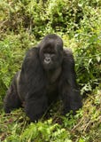 Silverback Of Sousa Group Stock Images