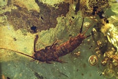 silverfish στοκ φωτογραφία silverfish στοκ φωτογραφία
